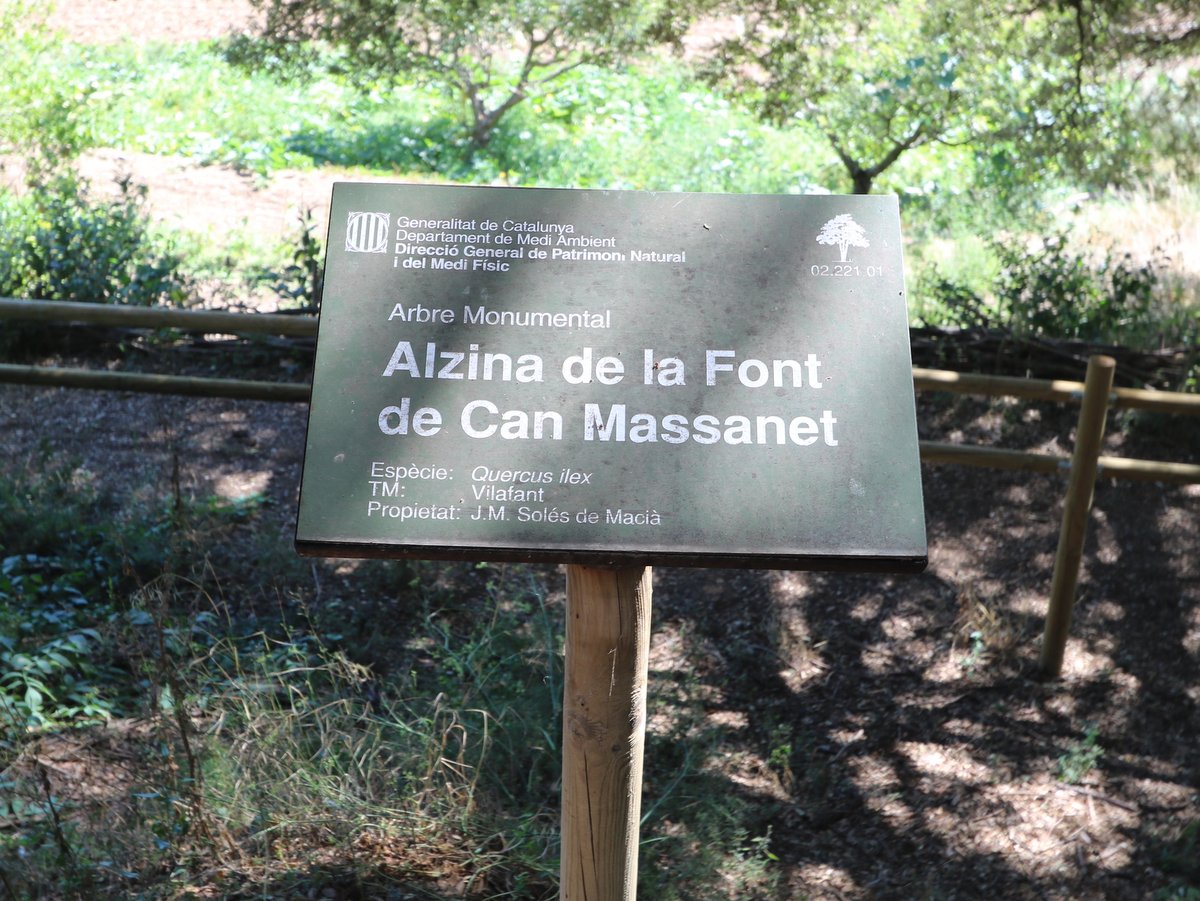 Фигерас. Дерево-памятник Alzina de la Font de Can Massanet