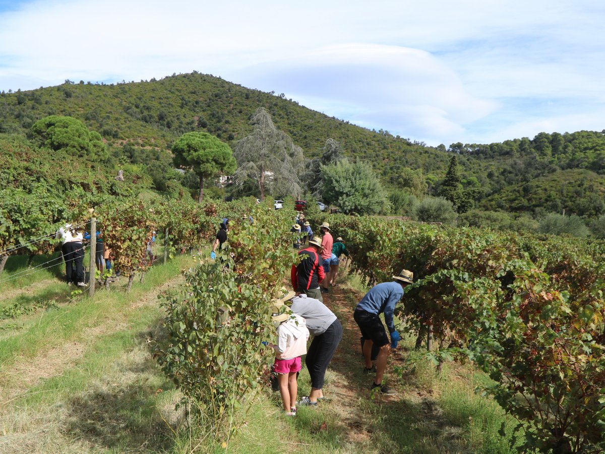 Palamós. Celler Bell-lloc