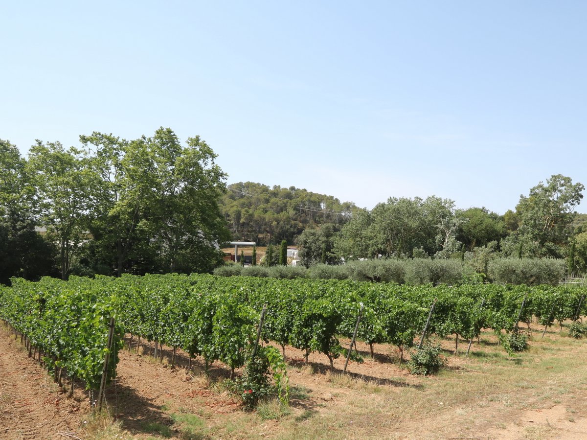 Palamós. El Celler d'en Marc