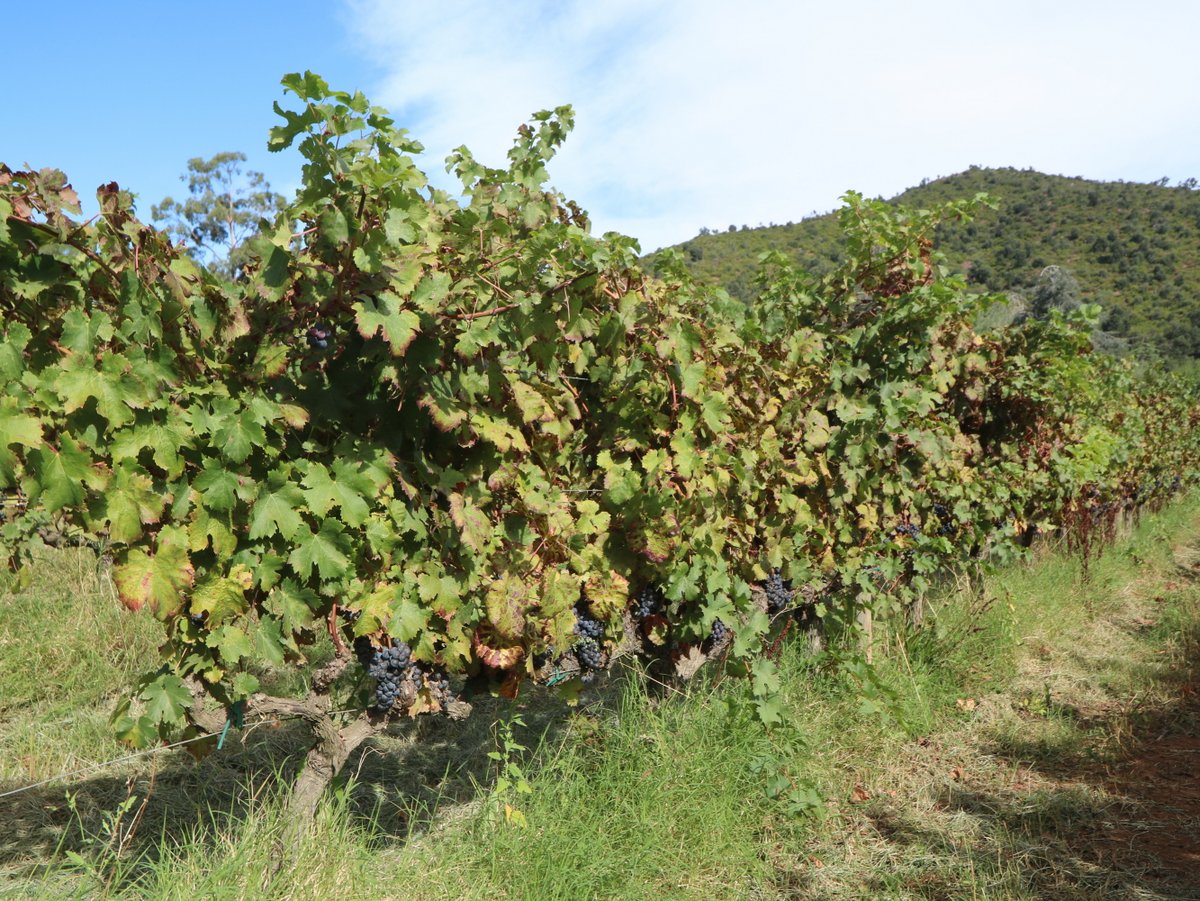 Palamós. Finca Bell-lloc | Brugarol