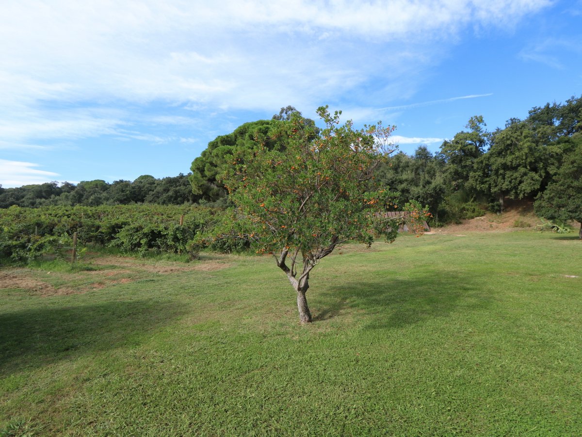 Palamós. Finca Bell-lloc | Brugarol