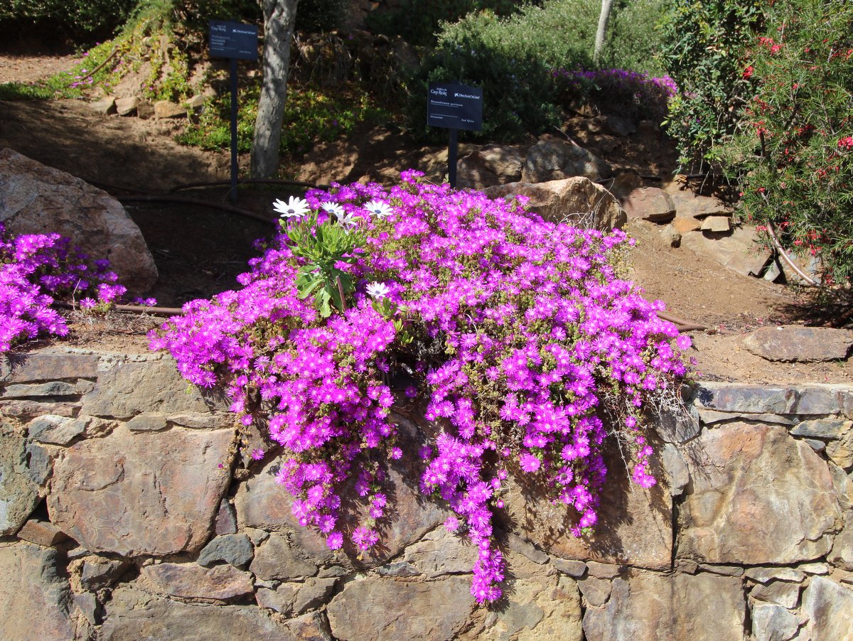 Calella de Palafrugell. Botanical Gardens of Cap Roig